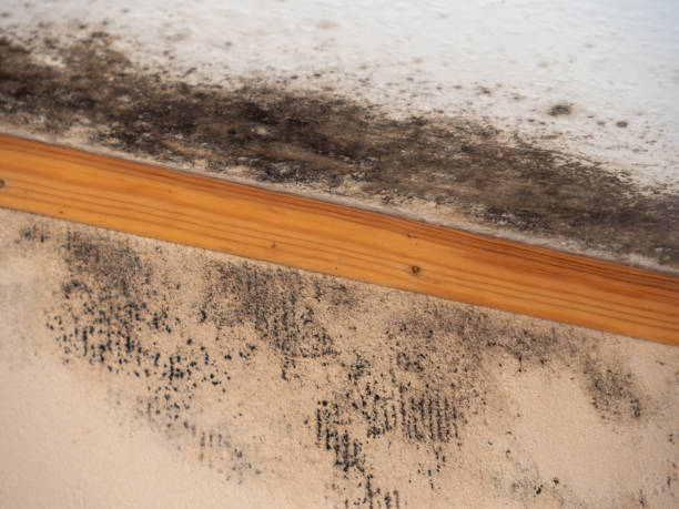 Best Comprehensive Air Testing for Mold Contaminants  in South Charleston, WV